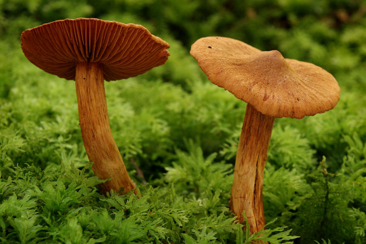 https://commons.wikimedia.org/wiki/File:2006-07-12_Cortinarius_rubellus_1.jpg