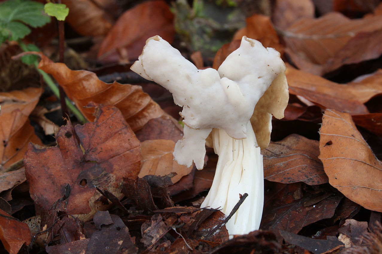 https://commons.wikimedia.org/wiki/File:Herbstlorchel-Helvella_crispa.jpg