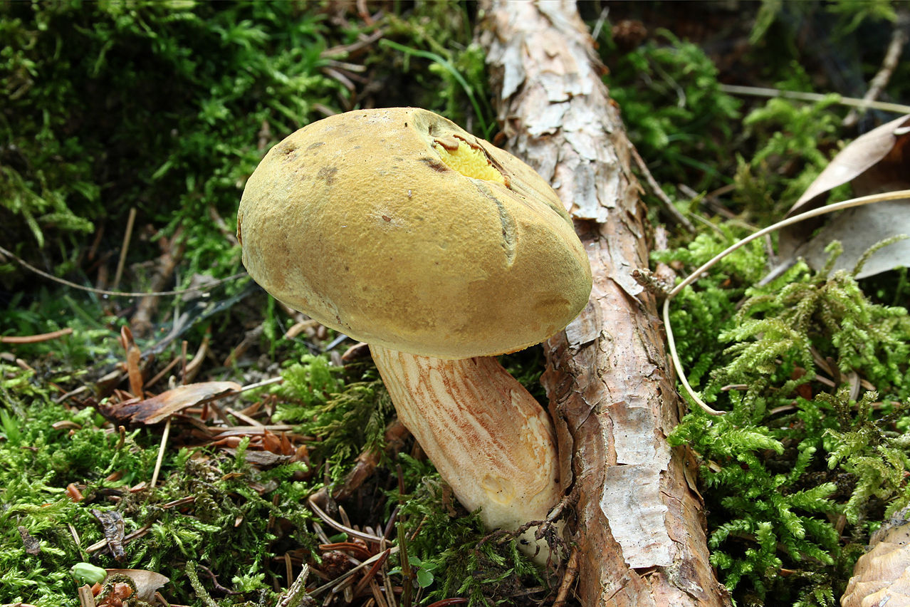https://commons.wikimedia.org/wiki/File:Ziegenlippe_Xerocomus_subtomentosus.jpg
