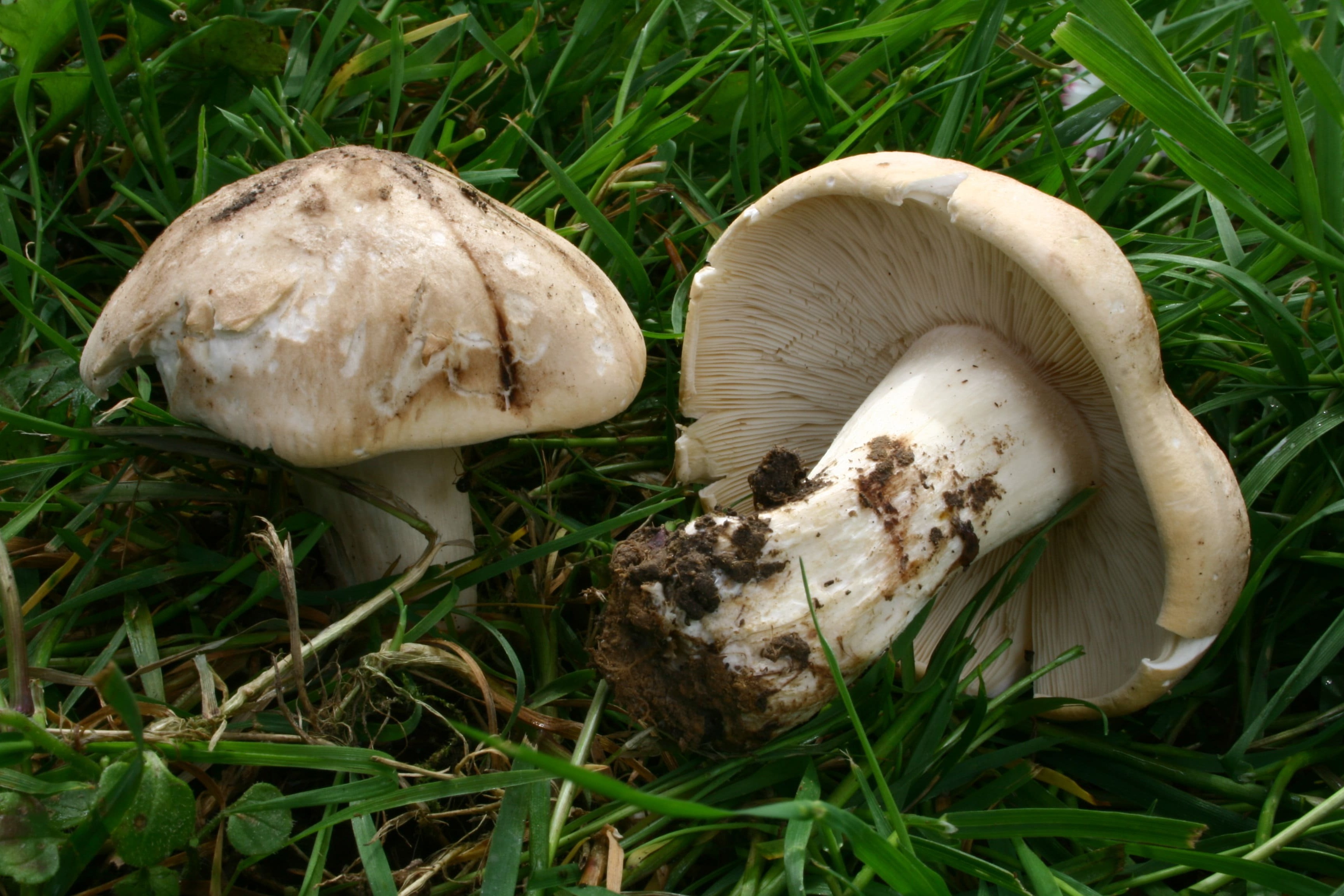 https://commons.wikimedia.org/wiki/File:Calocybe_gambosa_080420wa.jpg