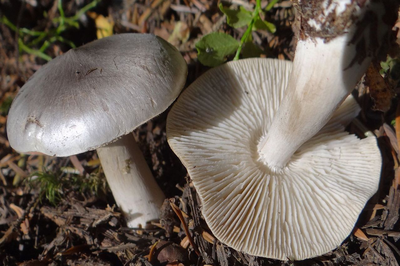 https://commons.wikimedia.org/wiki/File:Tricholoma_virgatum_a1_(9).JPG