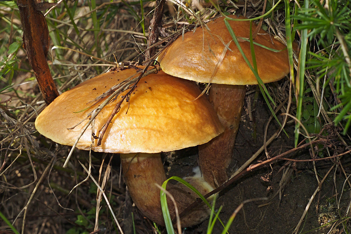 https://commons.wikimedia.org/wiki/File:Suillus_grevillei_LC0109.jpg
