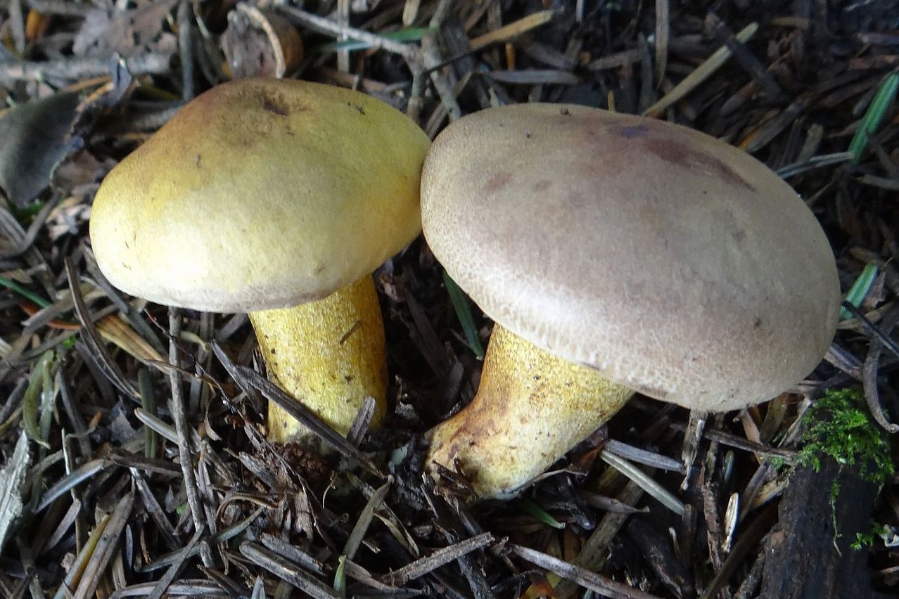 https://commons.wikimedia.org/wiki/File:Tricholoma_equestre_a1_(2).JPG