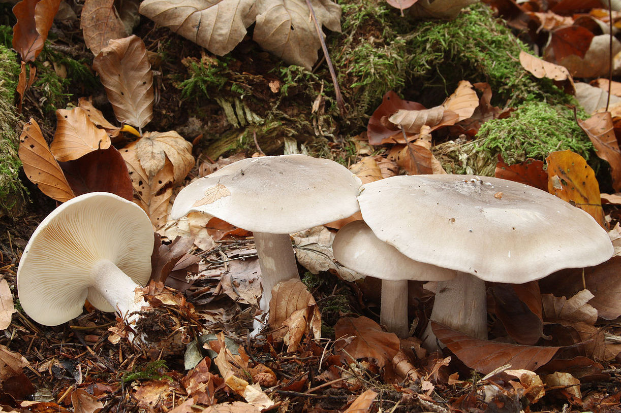 https://commons.wikimedia.org/wiki/File:Clitocybe_nebularis_Nebelkappe.jpg