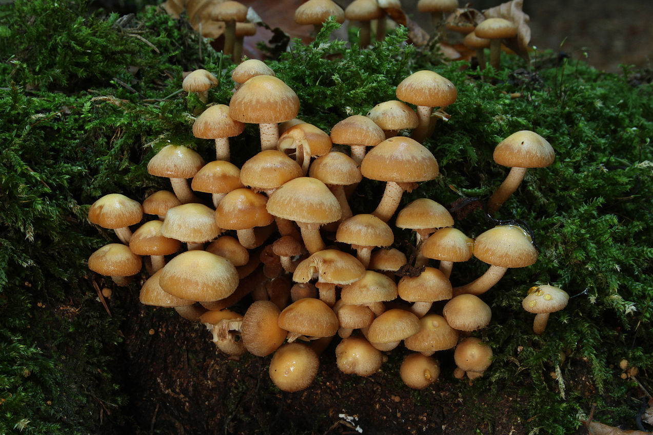 https://commons.wikimedia.org/wiki/File:Gemeine_Stockschw%C3%A4mmchen_Kuehneromyces_mutabilis.jpg