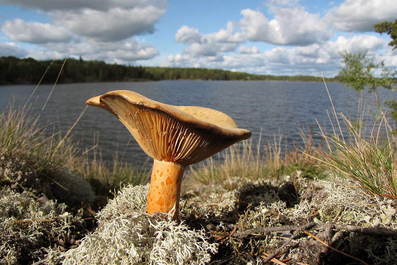 https://commons.wikimedia.org/wiki/File:Lactarius-deliciosus-Finland.jpg