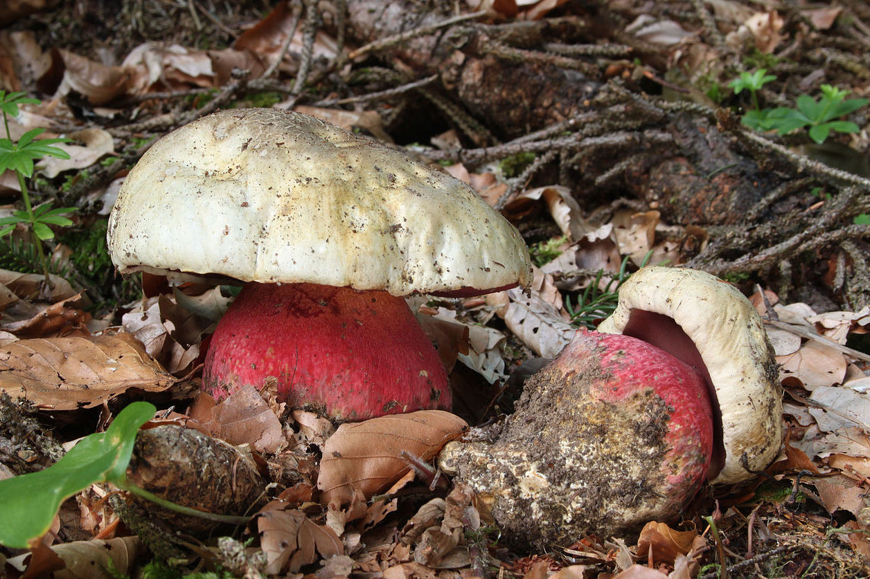 https://commons.wikimedia.org/wiki/File:Satans-R%C3%B6hrling_Boletus_satanas.jpg