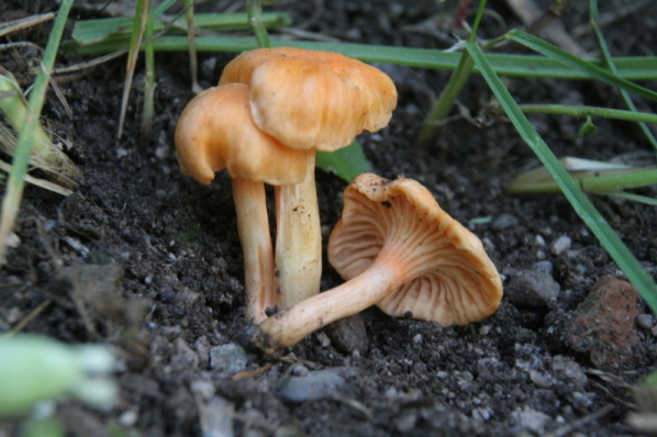 https://it.wikipedia.org/wiki/File:Cantharellus_friesii_IMG_3438_r.JPG