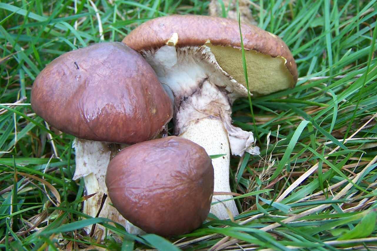 https://commons.wikimedia.org/wiki/File:Suillus_luteus_2.jpg