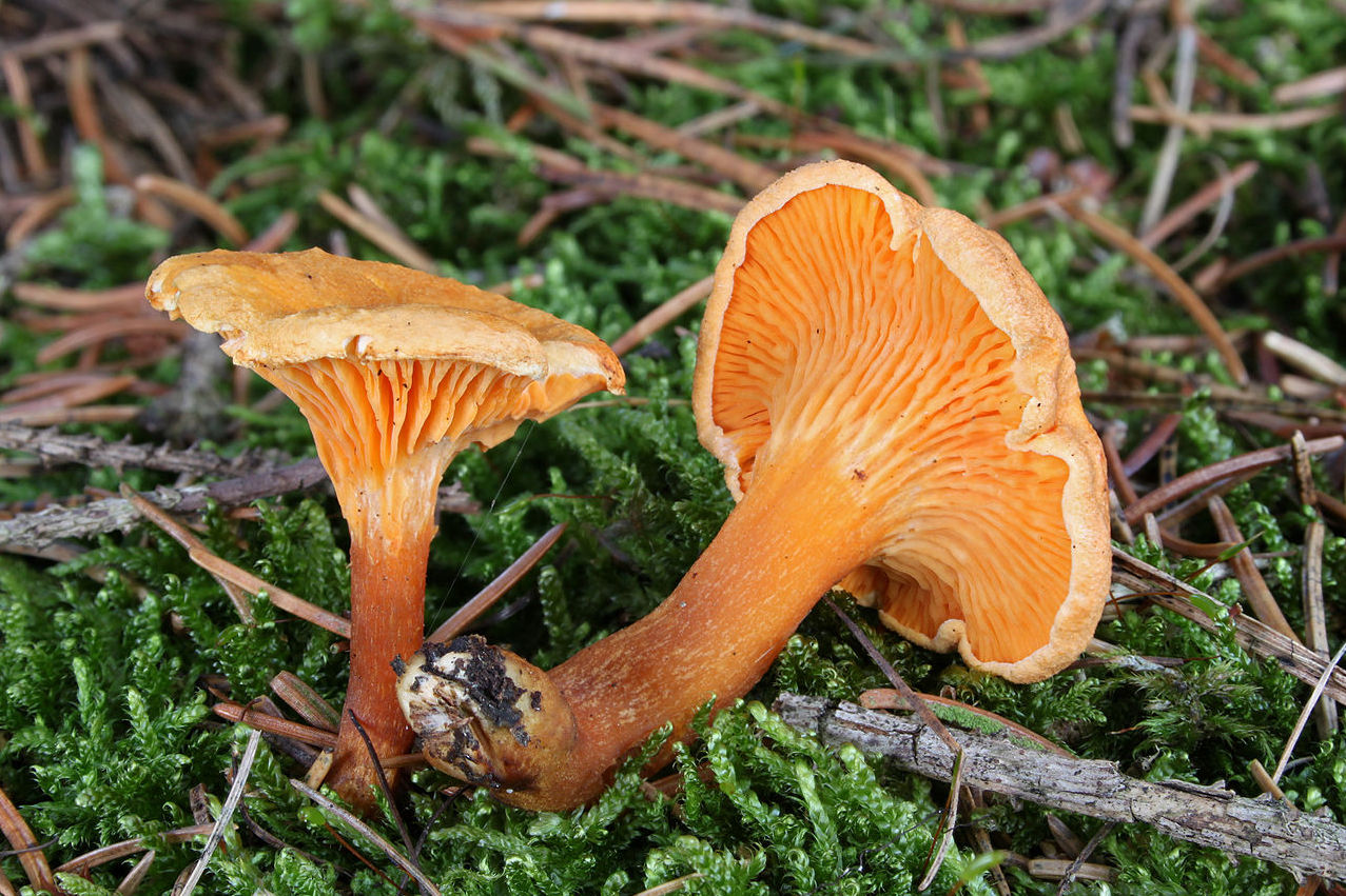 https://commons.wikimedia.org/wiki/File:False_Chanterelle_Hygrophoropsis_aurantiaca.jpg