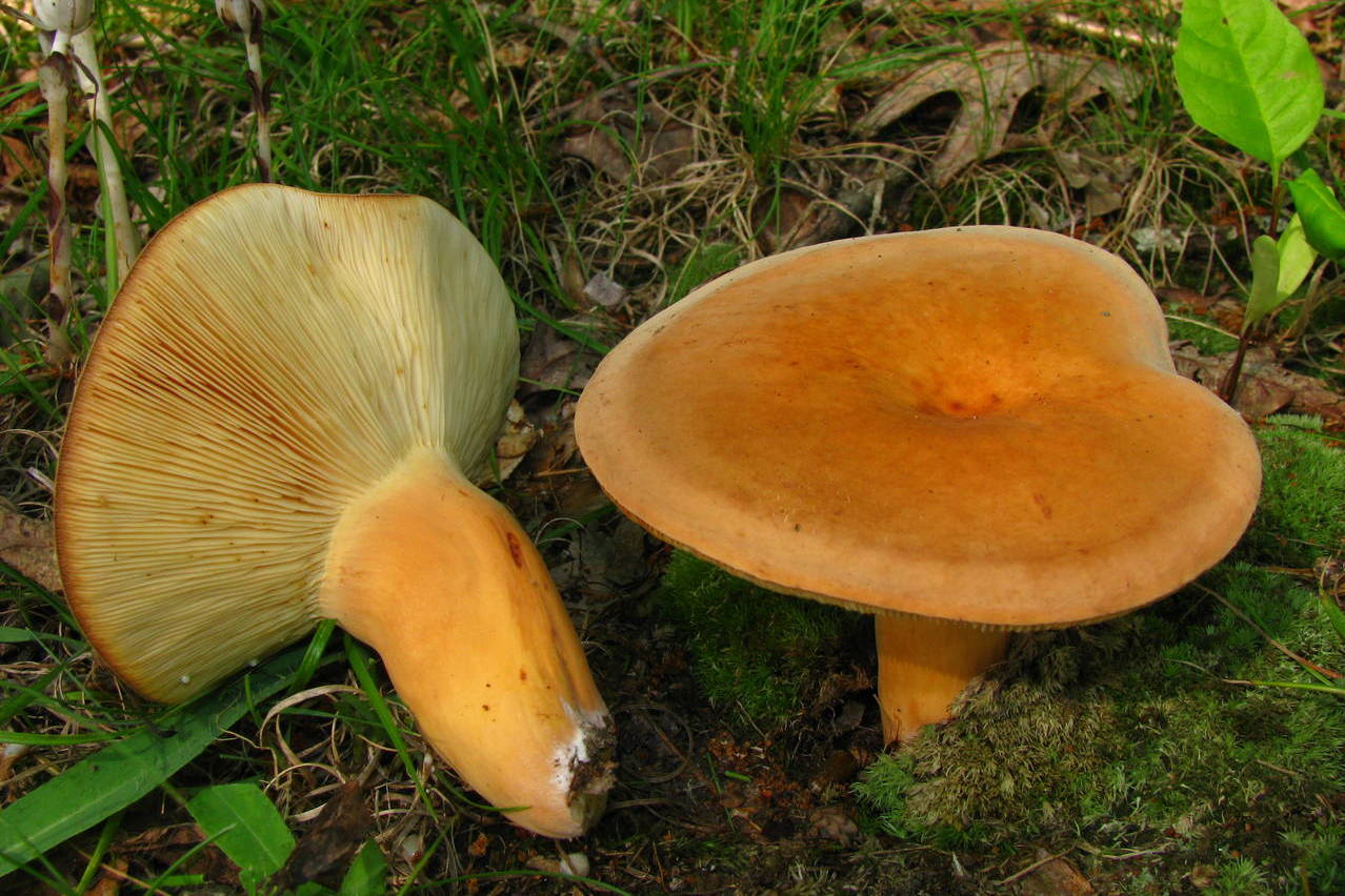 https://mushroomobserver.org/image/show_image/90024