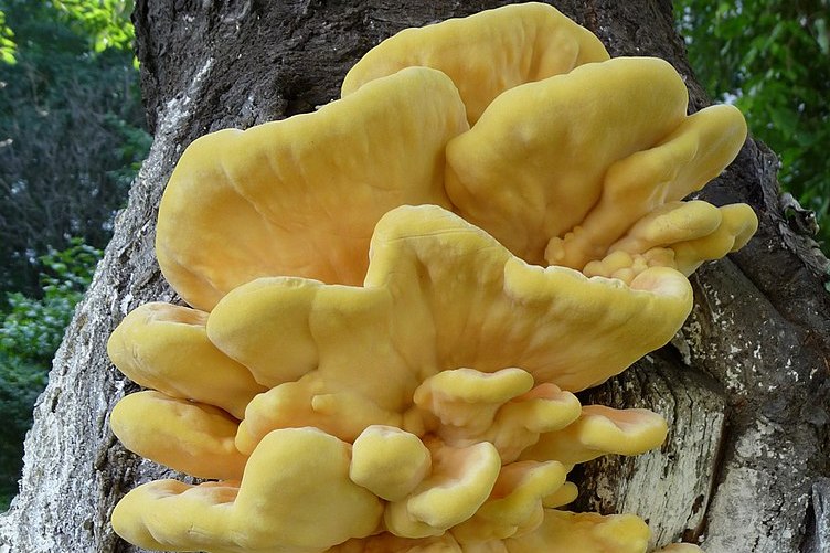 https://commons.wikimedia.org/wiki/File:Laetiporus_sulphureus_2010_G1.jpg