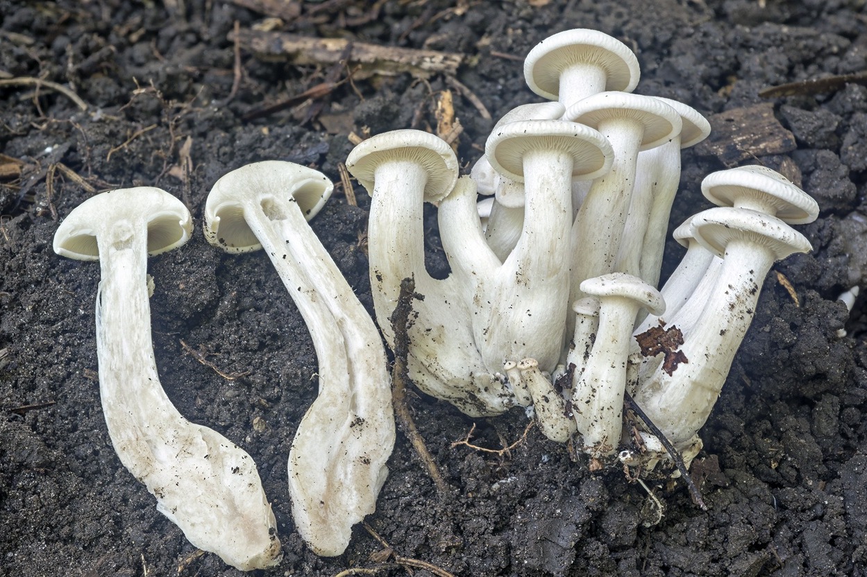 https://mushroomobserver.org/image/show_image/925834