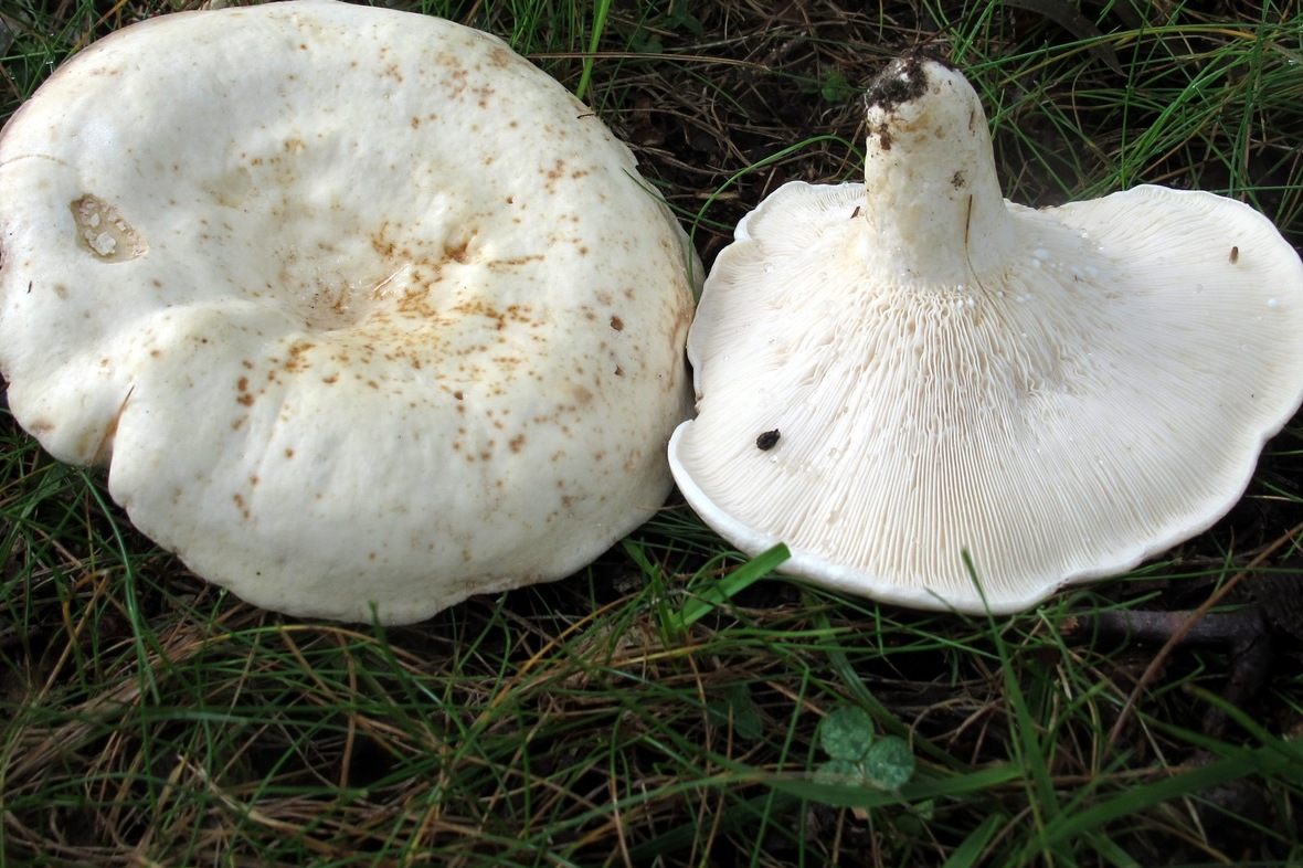https://mushroomobserver.org/image/show_image/949741?obs=340919&q=aOrk