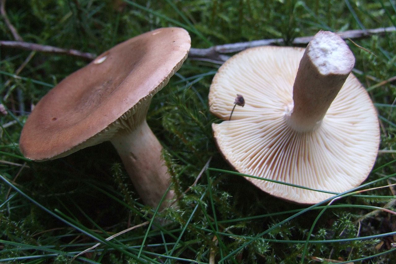 https://commons.wikimedia.org/wiki/File:Lactarius_rufus_T68.jpg
