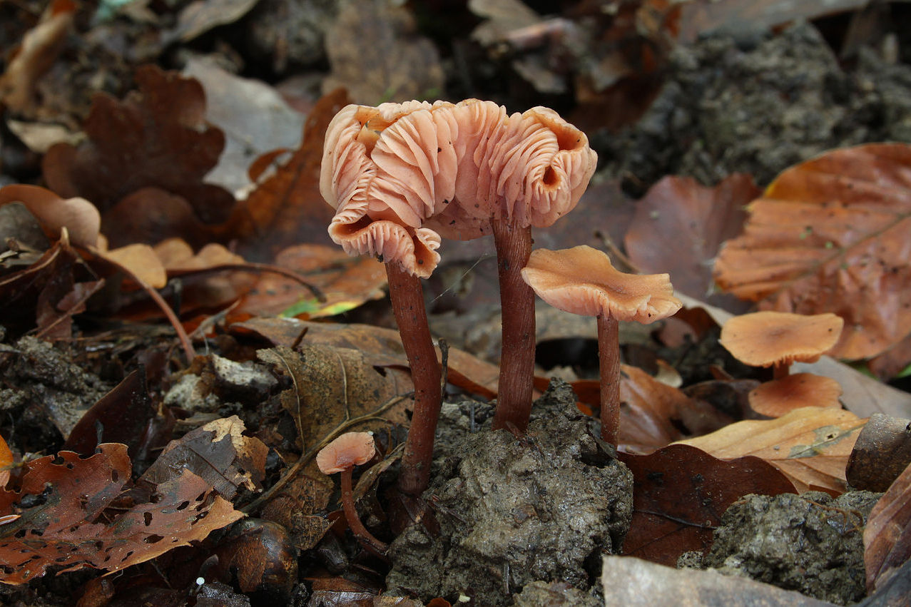 https://commons.wikimedia.org/wiki/File:R%C3%B6tliche_Lacktrichterling_Laccaria_laccata.jpg