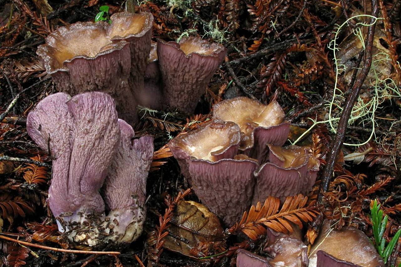 https://mushroomobserver.org/image/show_image/401927
