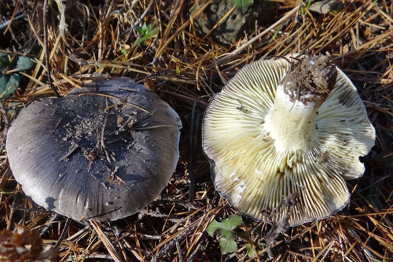 https://commons.wikimedia.org/wiki/File:Tricholoma_portentosum_G8(3).jpg