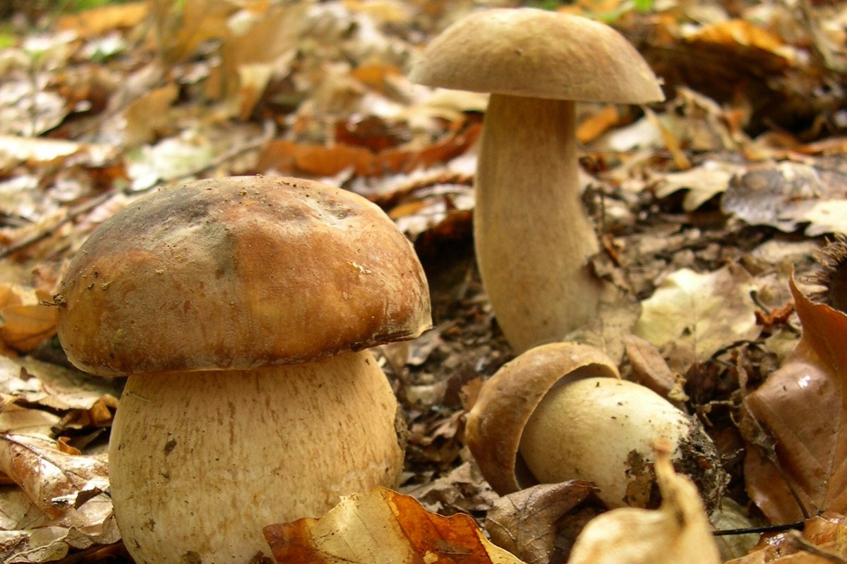 https://commons.wikimedia.org/wiki/File:BoletusAestivalis.JPG