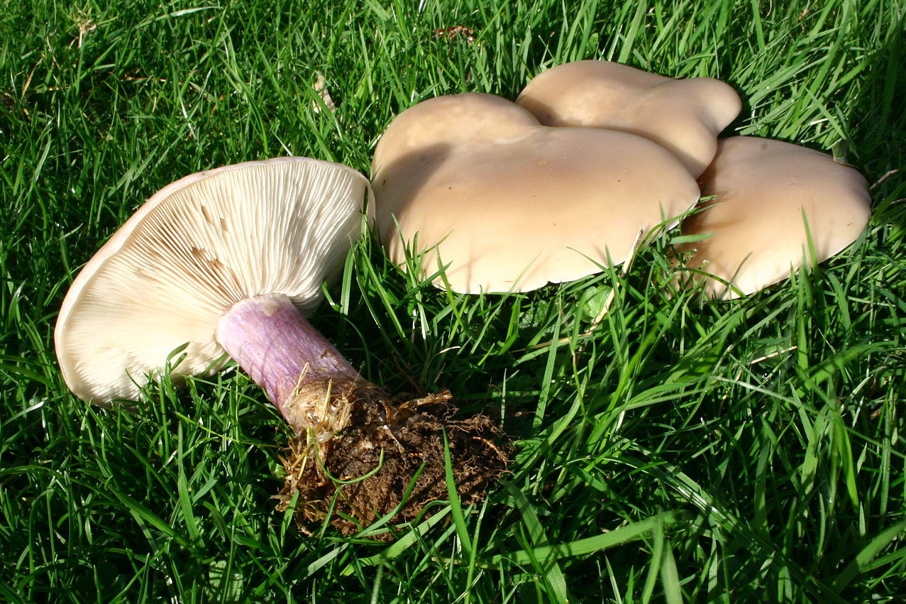 https://commons.wikimedia.org/wiki/File:Lepista_saeva_20131102w.JPG