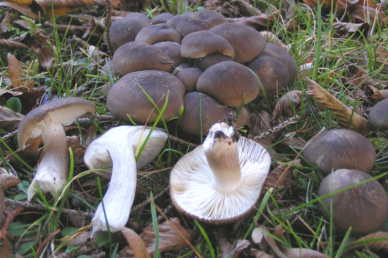 https://commons.wikimedia.org/wiki/File:Lyophyllum_decastes.jpg