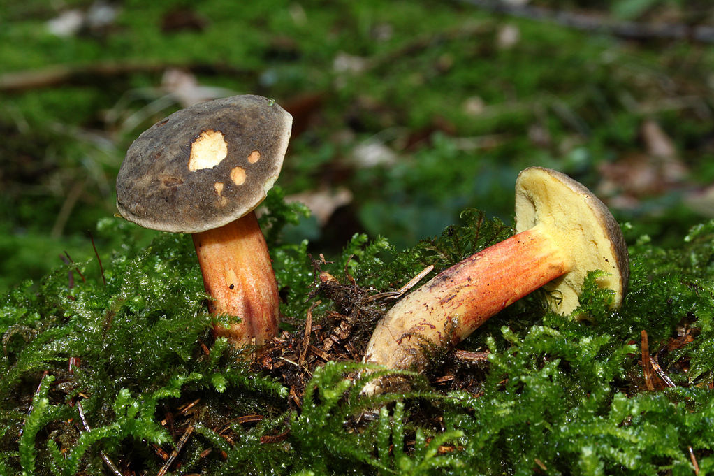 https://commons.wikimedia.org/wiki/File:Boletus-chrysenteron-rotfussr%C3%B6hrling.jpg