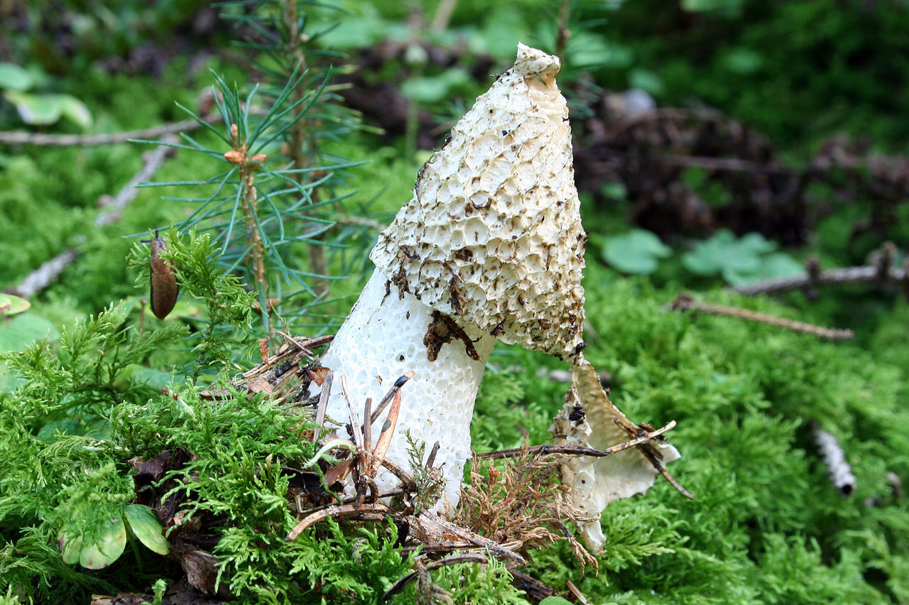 https://commons.wikimedia.org/wiki/File:Phallus-impudicus-stinkmorchel.JPG