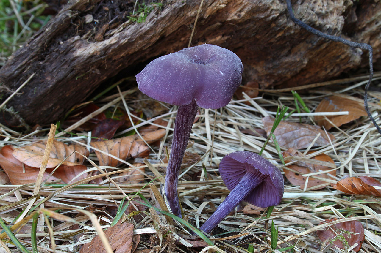 https://commons.wikimedia.org/wiki/File:Laccaria-amethystina-Laccaria_amethystea.jpg
