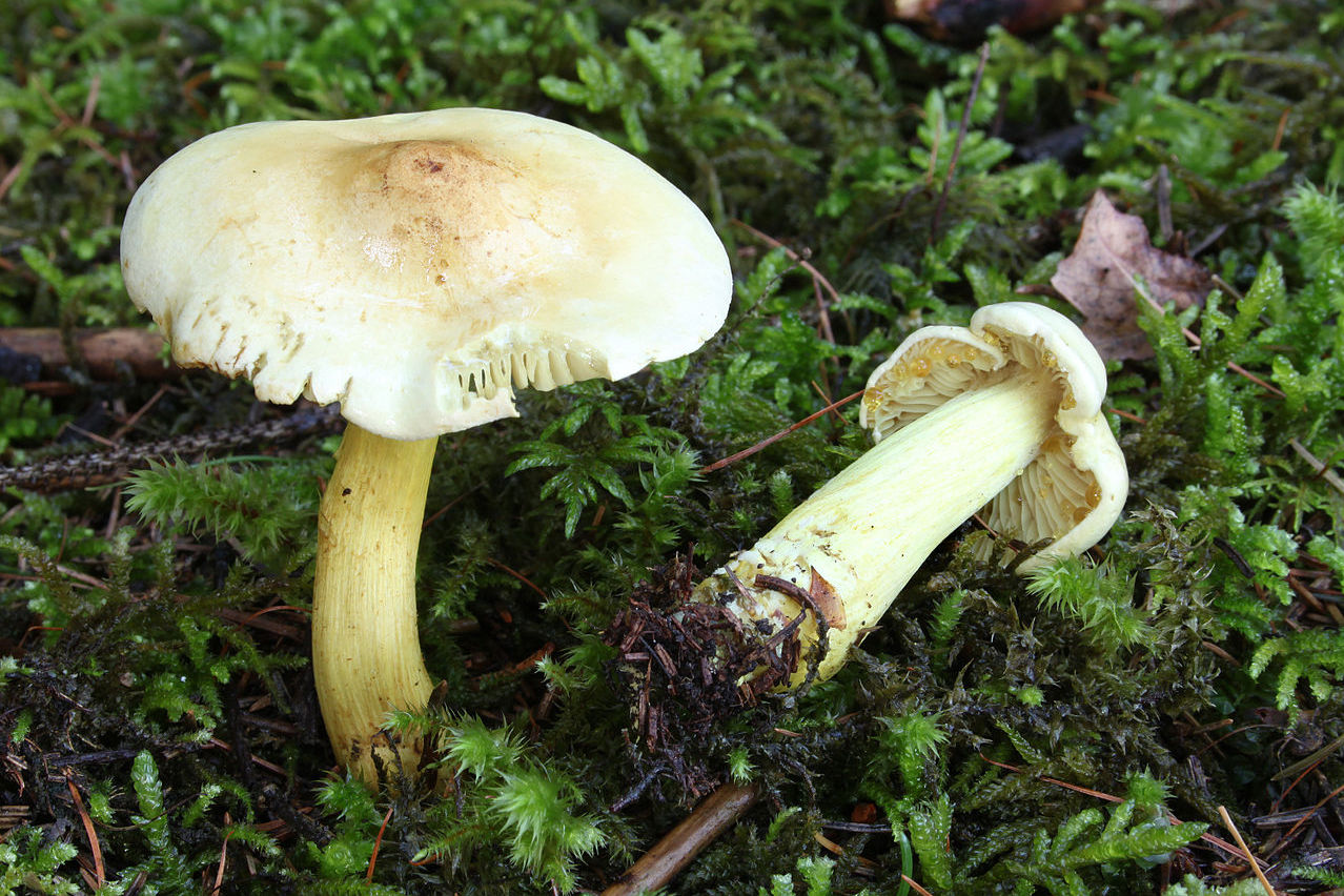 https://commons.wikimedia.org/wiki/File:Schwefel-Ritterling_Tricholoma_sulphureum.jpg