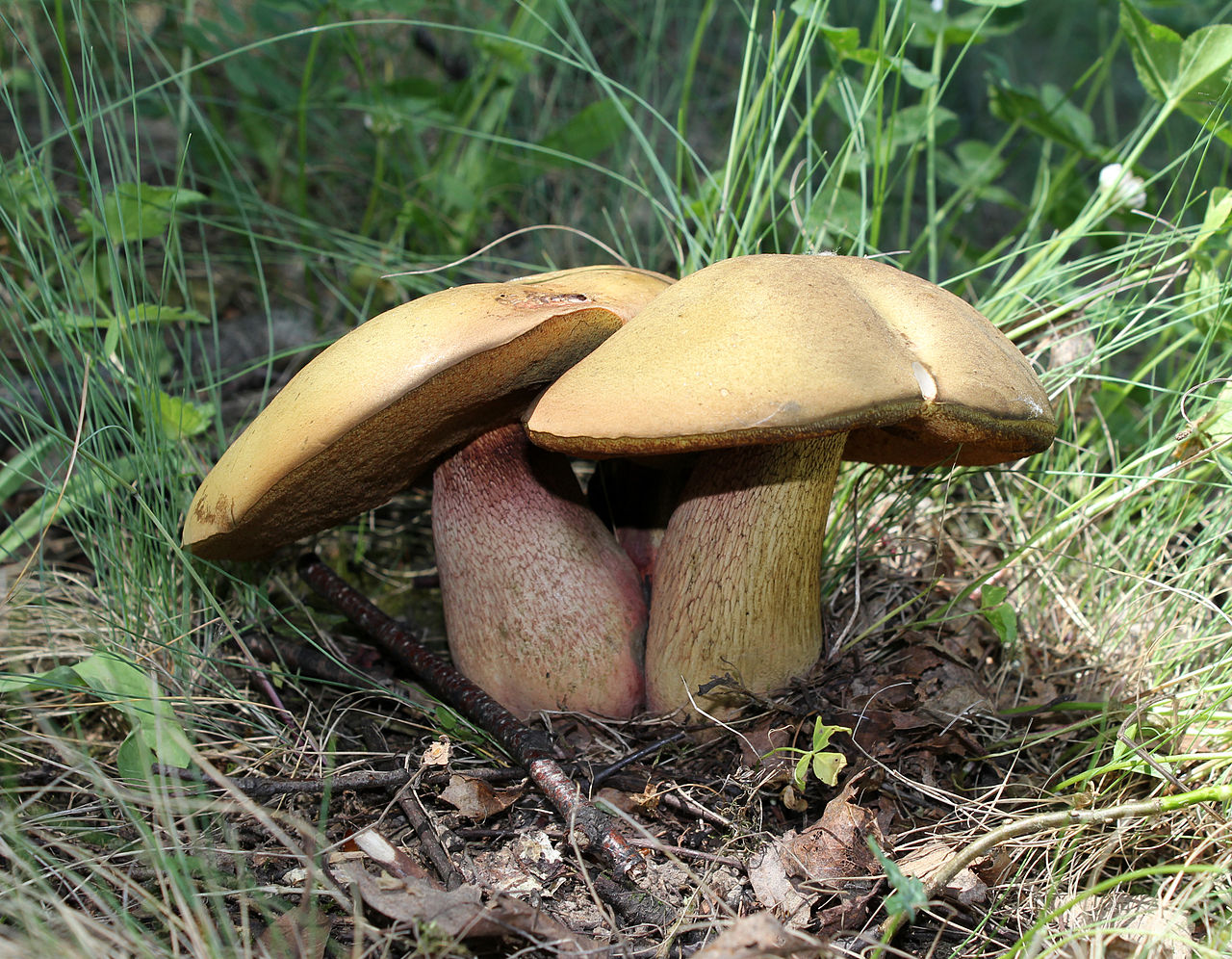 https://commons.wikimedia.org/wiki/File:Boletus_luridus_2011_G1.jpg