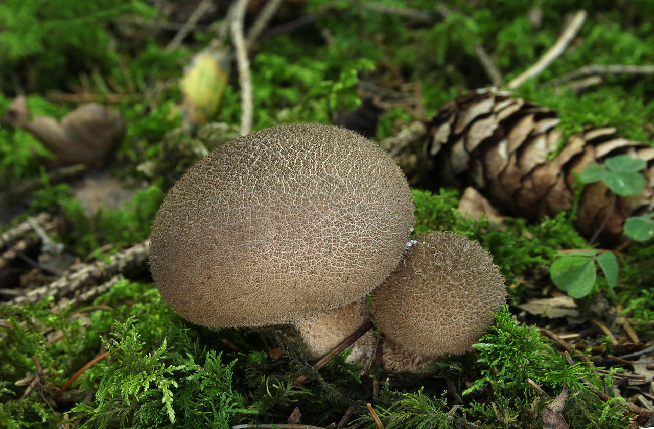 https://commons.wikimedia.org/wiki/File:Lycoperdon-umbrinum-br%C3%A4unlicher-st%C3%A4ubling.jpg