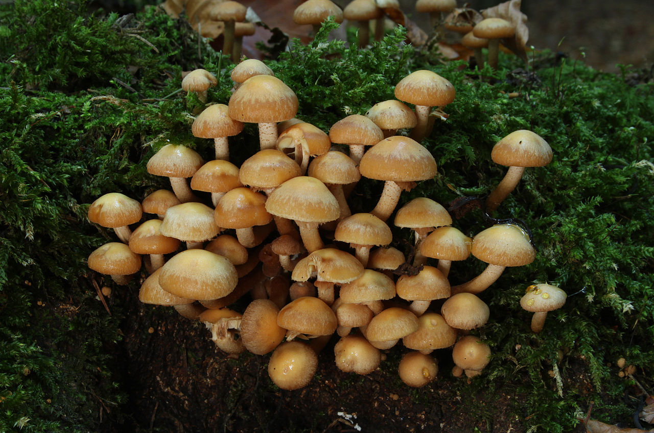 https://commons.wikimedia.org/wiki/File:Gemeine_Stockschw%C3%A4mmchen_Kuehneromyces_mutabilis.jpg